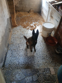 chien-femelle-malinois-avec-papier-et-puce-age-3ans-elle-a-fait-deux-porte-w-rahi-wajda-lel-couplage-larbaa-nath-irathen-tizi-ouzou-algerie