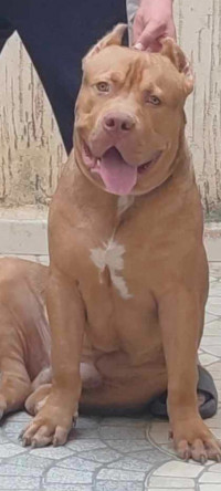 chien-americain-bully-xxl-algerie