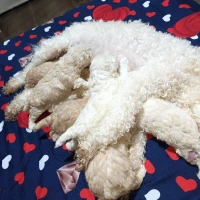 Caniche bichon frisé de Race pure 