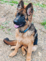 chien-berger-allemand-pedigree-ben-aknoun-alger-algerie