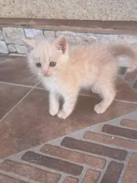 Chatons à adopter 