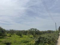 farmland-sell-tipaza-attatba-algeria