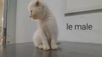 medecine-sante-chatton-scottish-fold-2-mois-draria-alger-algerie