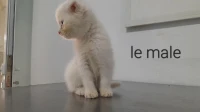 Chatton scottish fold 2 mois