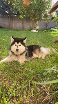 chiens-husky-malamute-cheraga-alger-algerie