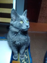 قطة-chat-femelle-bleu-russe-الحمامات-الجزائر