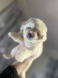 chien-caniche-bichon-maltais-pure-race-cheraga-alger-algerie