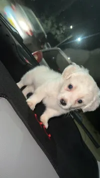 Caniche Bichon maltais nain pure race