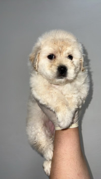 chien-caniche-bichon-maltais-nains-pure-race-cheraga-alger-algerie