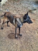 chien-malinois-ouled-moussa-boumerdes-algerie