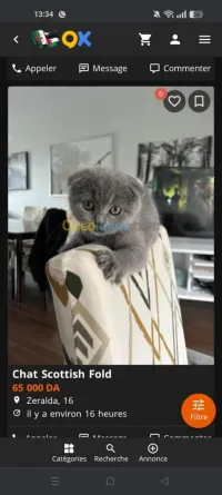 Chat Skotich