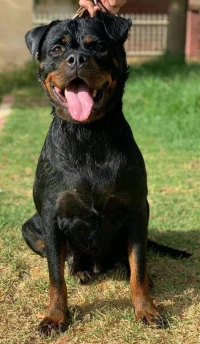 Rottweiller serbie