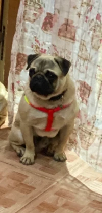Carlin pug 