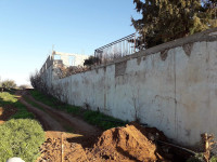 hangar-location-tlemcen-ain-fezza-algerie