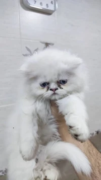 Chaton persan