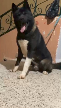 chien-male-akita-americain-9bi7-setif-algerie