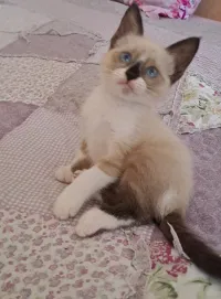 Chat siamon