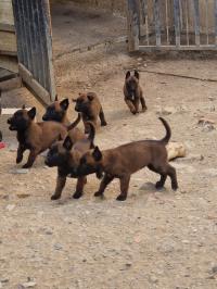 كلاب-chiot-malinois-الرغاية-الجزائر