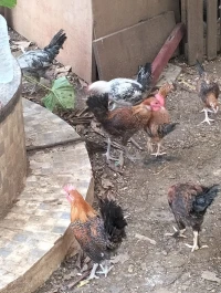 سردوك فيومي