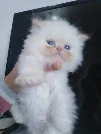 Himalaya 