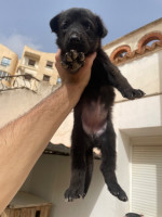 chien-chiot-malinois-bouzareah-alger-algerie