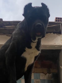 Cani Corso top de top 13 mois 