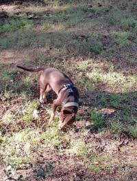 كلب-pit-bull-chien-الجزائر-وسط