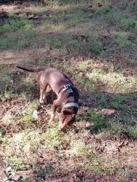 Pit bull chien