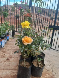 Vente Villa Tlemcen Mansourah