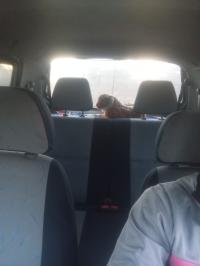 cars-suzuki-alto-2008-bethioua-oran-algeria