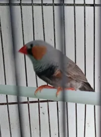 mandarin  Black face