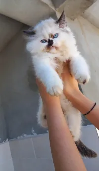 Chat persan himalayenne 