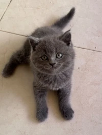 Chatons British shorthair 2 mois 