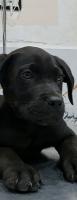 chien-cane-corso-mohammadia-alger-algerie