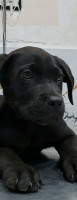 chien-cane-corso-mohammadia-alger-algerie