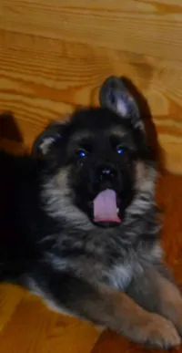 Berger allemand 