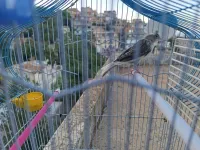 Canari femelle