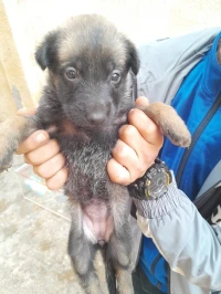 Malinoi