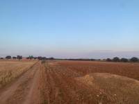 terrain-agricole-vente-oran-ben-freha-algerie