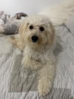 chien-caniche-bichon-ouled-fayet-alger-algerie