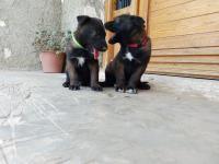dogs-chiots-berger-belge-malinois-ain-defla-algeria