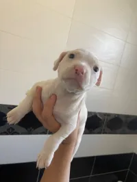 Dog argentin 