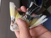 parva panaché 