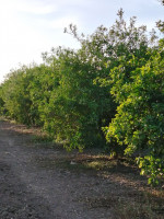 terrain-agricole-vente-blida-mouzaia-algerie