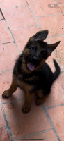 chien-chiot-berger-allemand-ain-naadja-alger-algerie