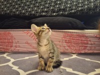 قطة-chat-a-adopter-البويرة-الجزائر
