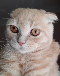 Chat Scottish Fold Roux Male