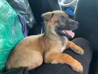 Pure race malinois 