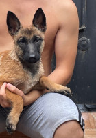 chien-malinois-masque-noir-la-pure-race-bab-ezzouar-alger-algerie