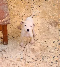 Dog Argentine 2 femmel 2mois 